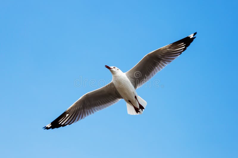 The seagull flying over the sky in the air.