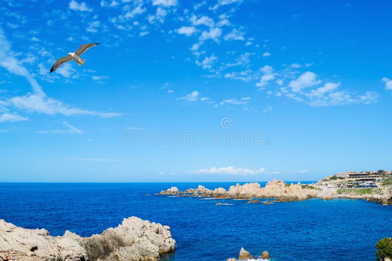 Seagull flying over Costa Paradiso royalty free stock images