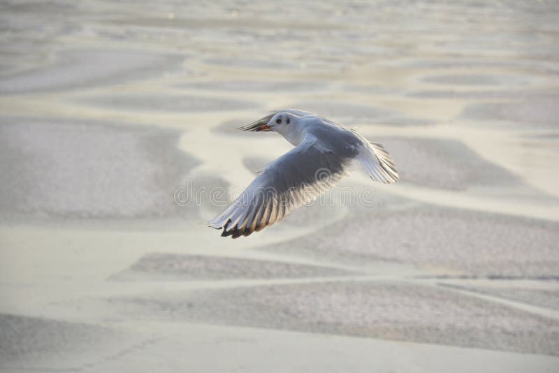 Seagull royalty free stock photos Seagull royalty free stock photos