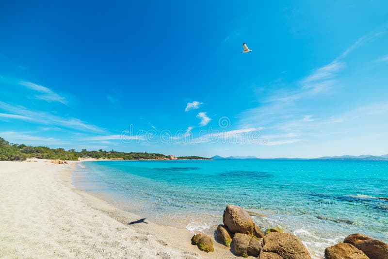 Seagull flying over La Celvia beach stock photos