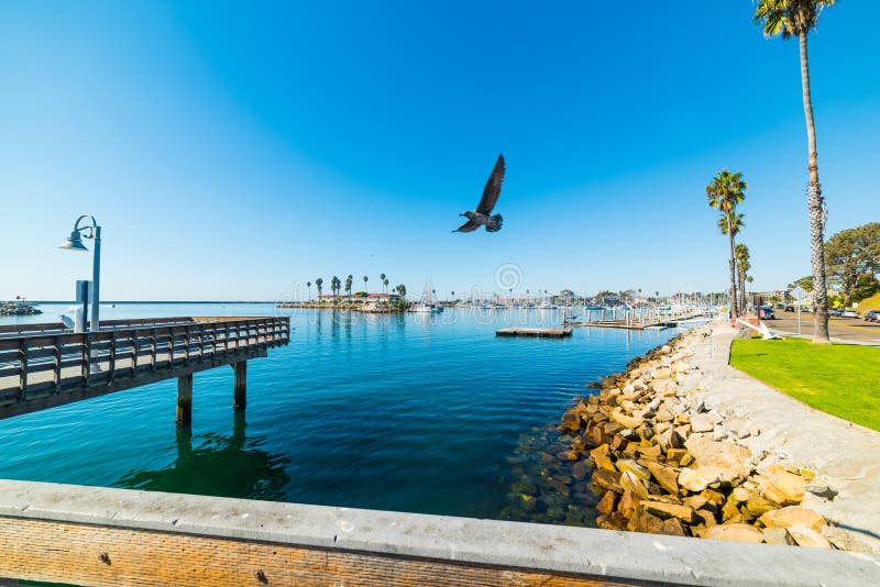 Seagull flying over Oceanside harbor royalty free stock images