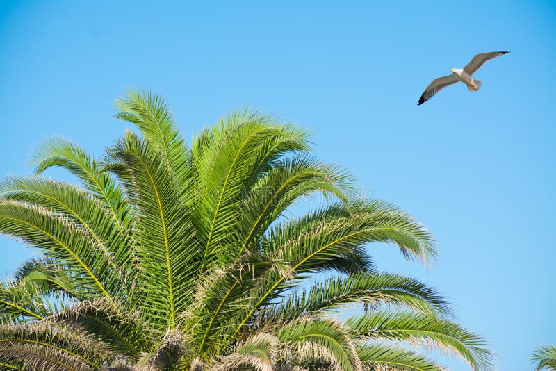 Seagull flying over a palm tree royalty free stock image
