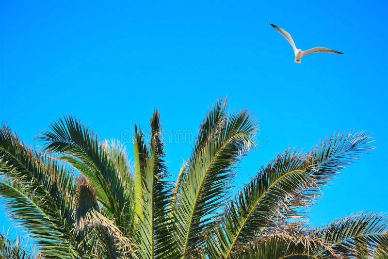 Seagull flying over a palm tree stock photography