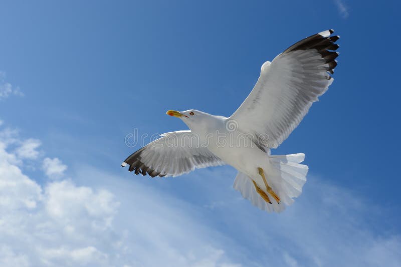 Seagull