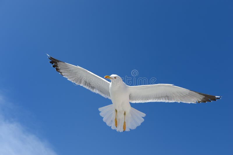 Seagull