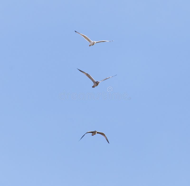 Seagull flying in the sky