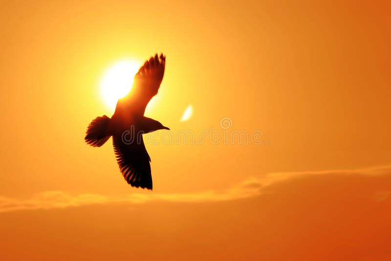 Seagull Flying Into the Sunset stock photography