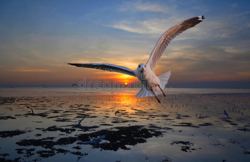 Seagull flying