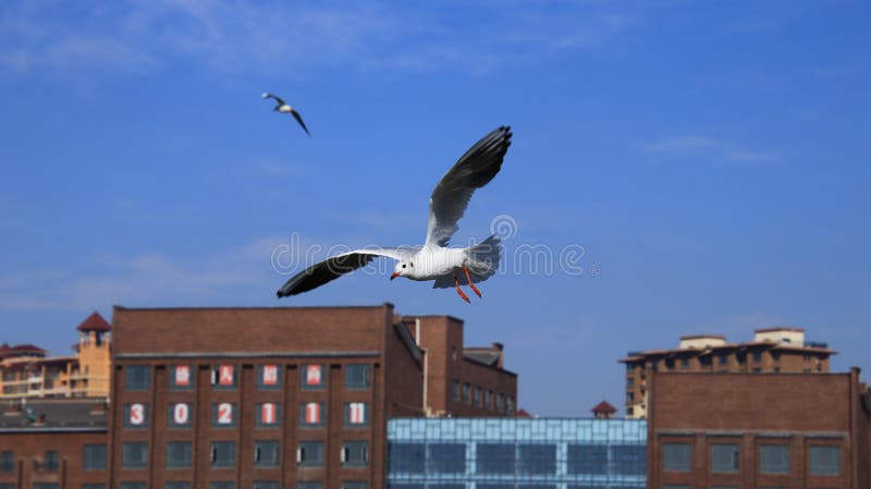 A seagull flying to the roof to have a rest; seabird and city under blue sky