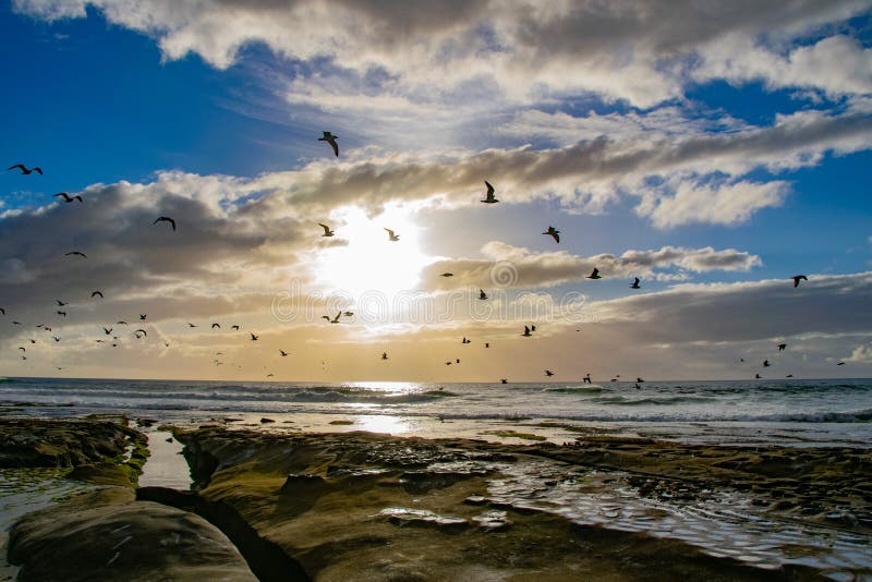 Warm water upwelling brought abundant food for hungry seagulls. Warm water upwelling brought abundant food for hungry seagulls