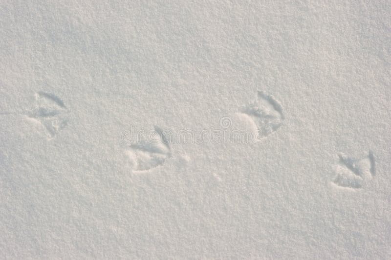 Seagull footprints in snow