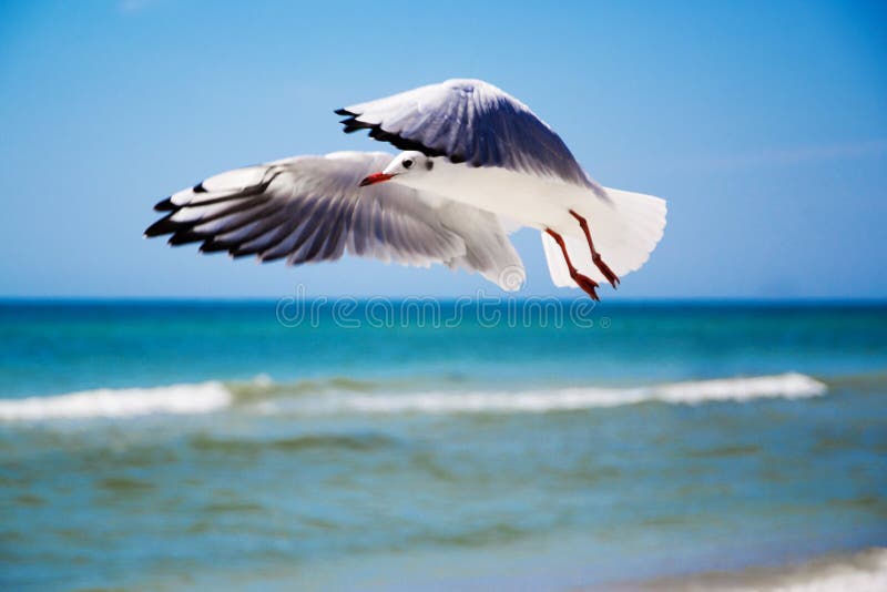 Seagull front of the sky stock photography Seagull front of the sky stock photography