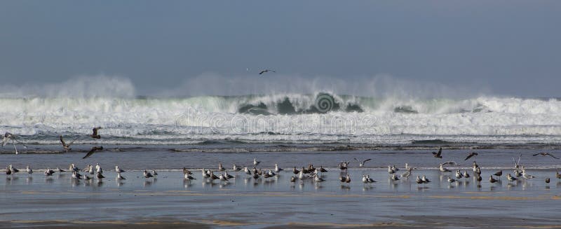 Seagulls taking a break on beach. Seagulls taking a break on beach
