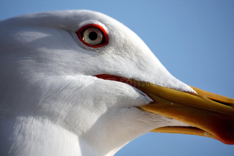9,691 Seagull Head Stock Photos - Free & Royalty-Free Stock Photos from  Dreamstime