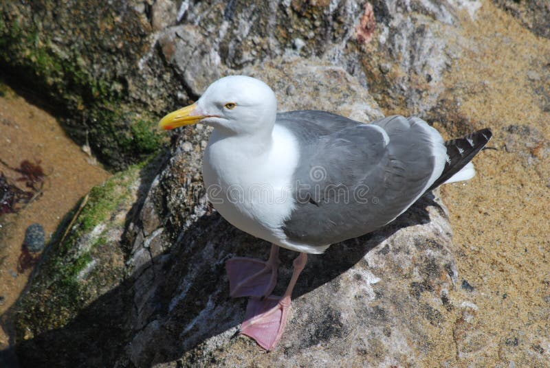 Seagull Hunting for Food on the Ground Stock Photo Image of wings