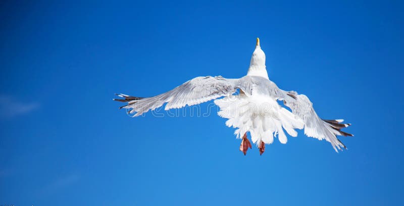 Seagull i Hasting fotografering för bildbyråer Seagull i Hasting fotografering för bildbyråer