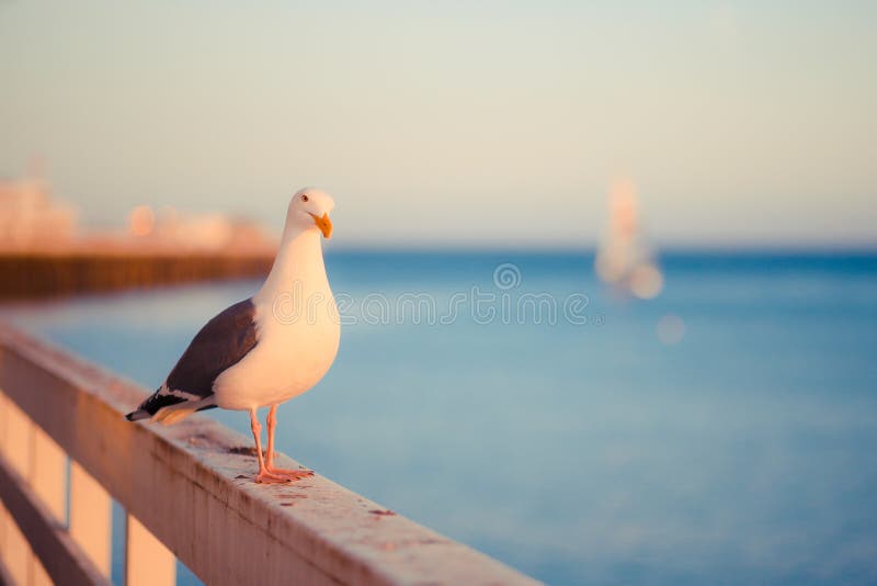 Seagull i zmierzch zdjęcia stock