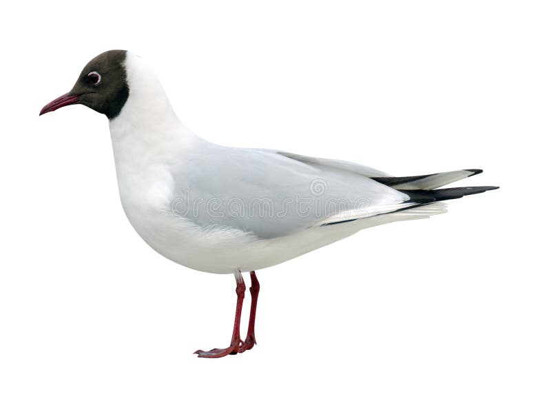 Seagull isolated on white background