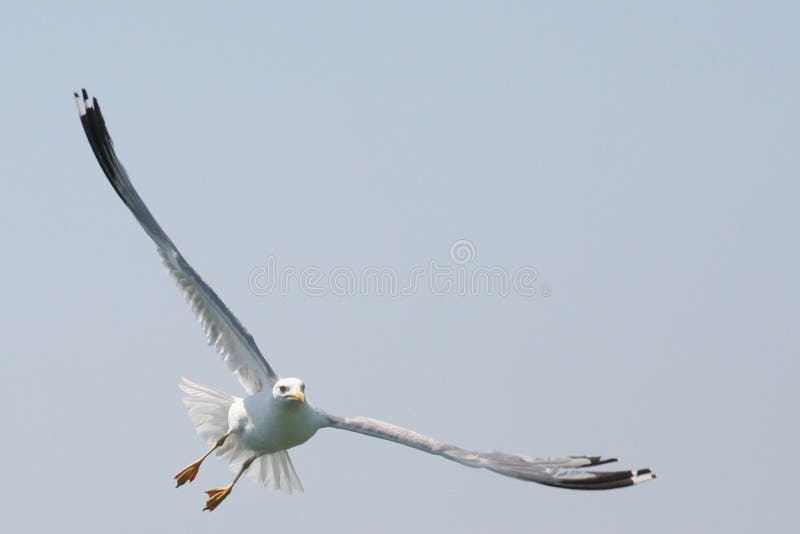 Seagull of Lagoon of Venice