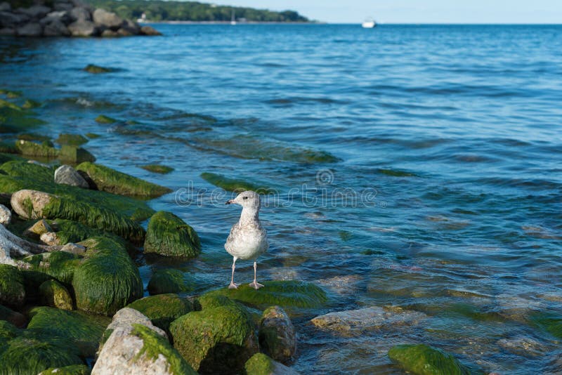 Seagull on Lake Ontario stock image. Image of lake, outdoor 245525245