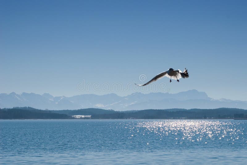 Seagull on lake Starnberger See in Bavaria