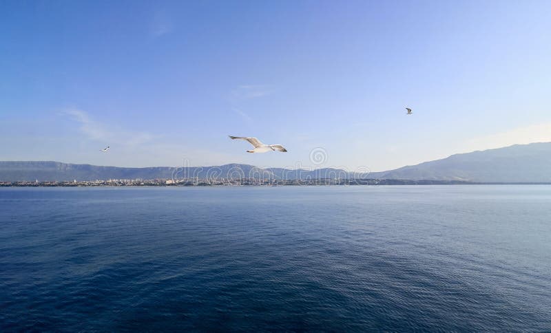 seagull lata nad adriatic morzem przy zmierzchem zdjęcia stock seagull lata nad adriatic morzem przy zmierzchem zdjęcia stock