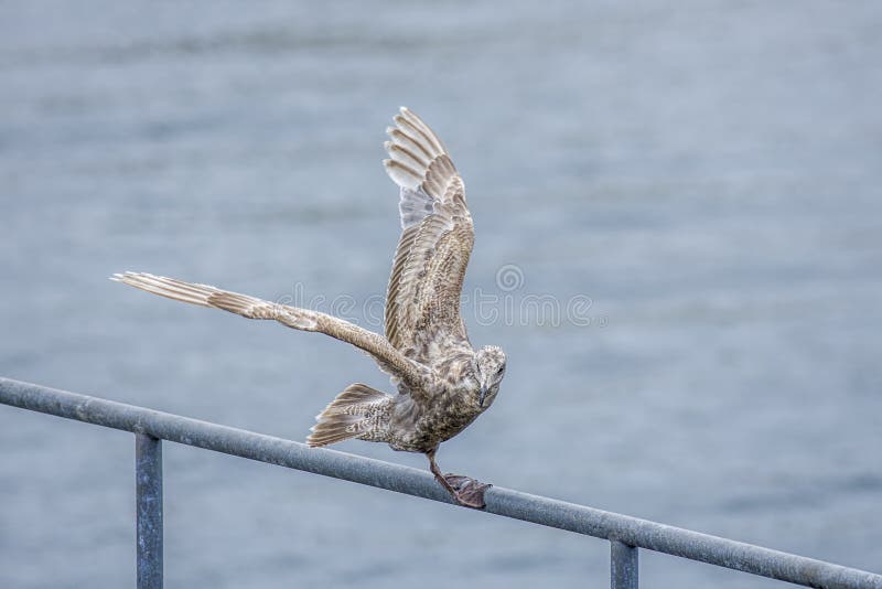 Seagull lata zdala od żerdzi zdjęcia stock