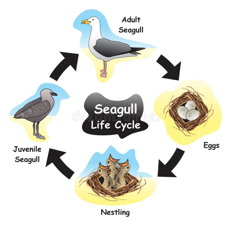 Seagull Life Cycle Infographic Diagram Stock Vector - Illustration of chick, animal: 245884878 Seagull Life Cycle Infographic Diagram Stock Vector - Illustration of chick, animal: 245884878