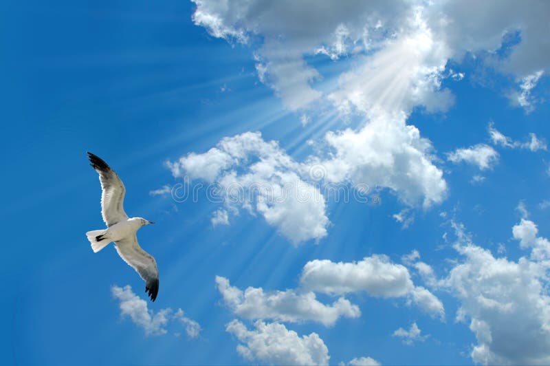 Seagull and Light