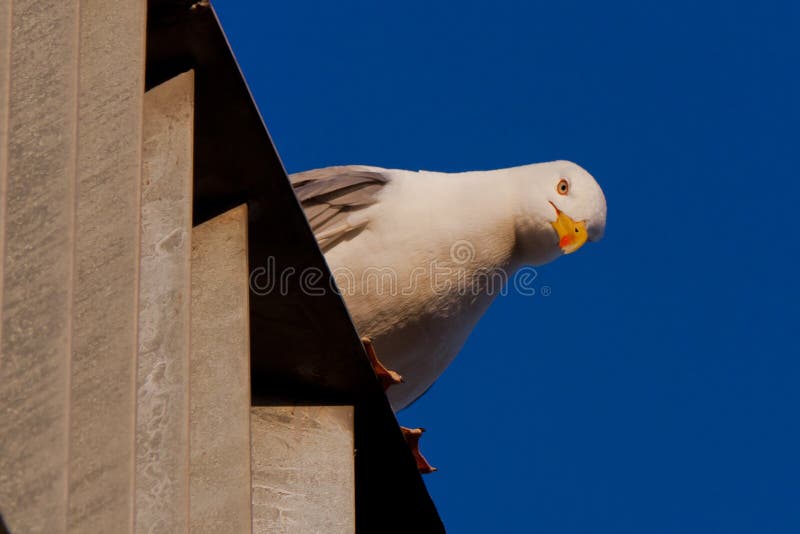 Seagull looking down