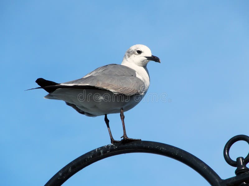 Seagull na Czarnej żerdzi zdjęcia stock