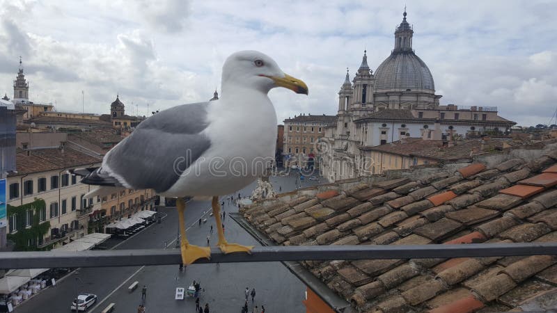 Seagull na dachu w piazza Navona, Rzym, Włochy zdjęcia stock