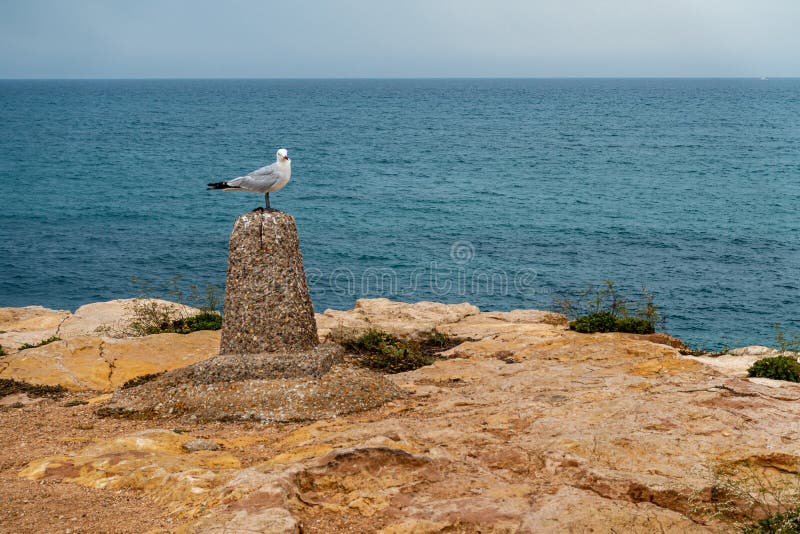 Seagull na? erdzi zdjęcia royalty free