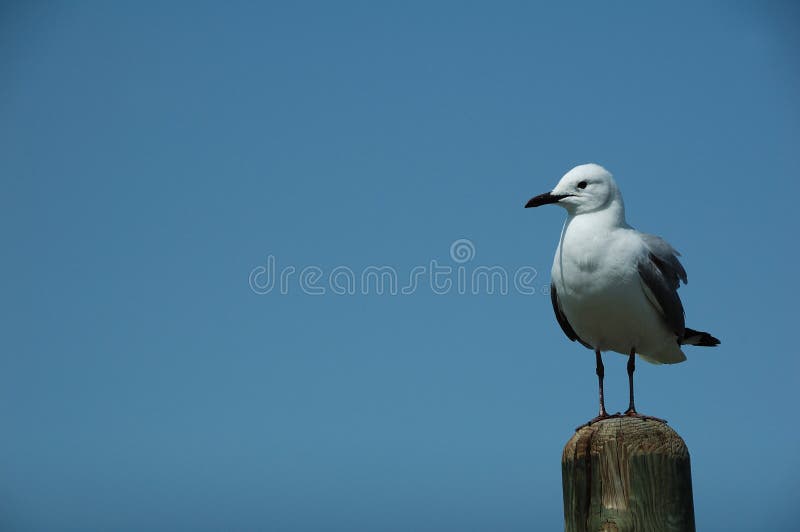 Seagull na poczta fotografia royalty free