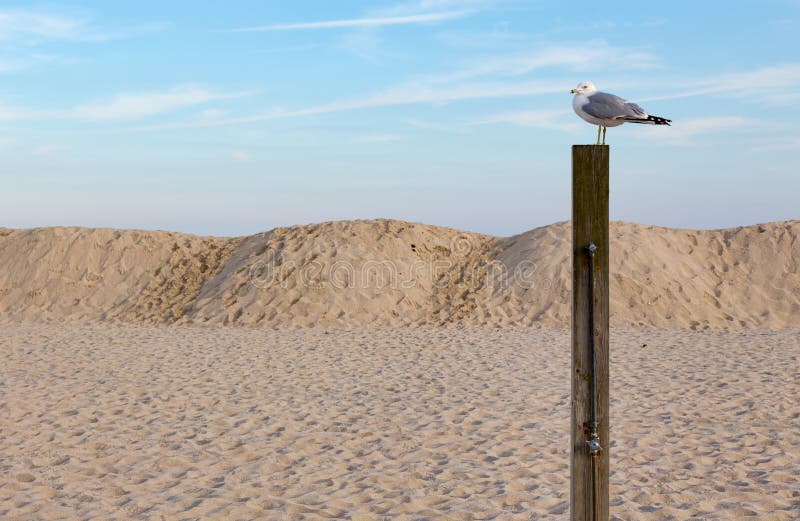 Seagull na poczta przy plażą obrazy royalty free