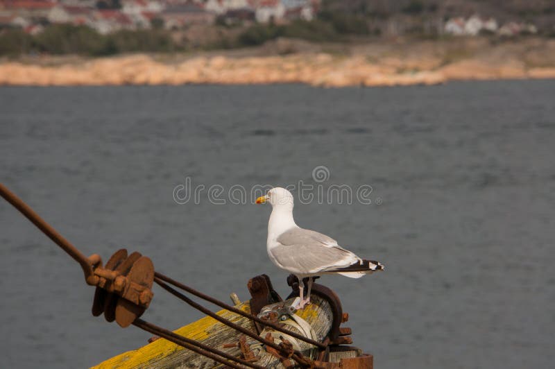 Seagull na słupie obraz stock Seagull na słupie obraz stock