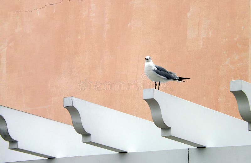 Seagull na żerdzi zdjęcie royalty free