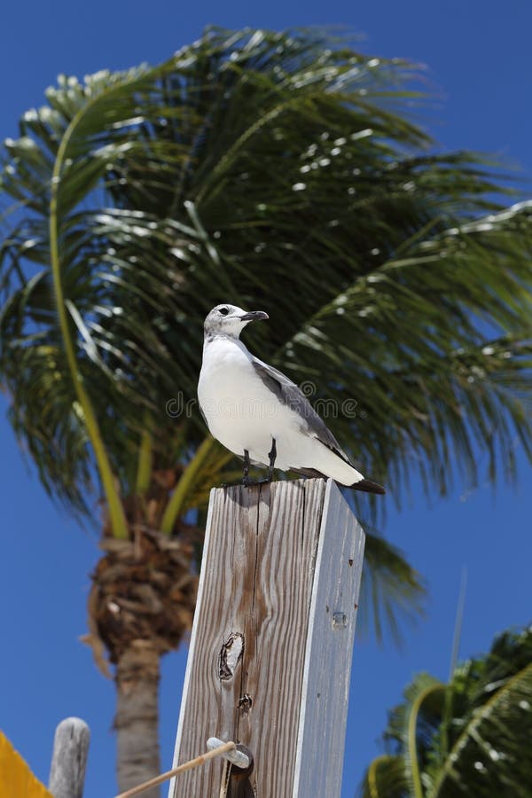 Seagull na żerdzi, maraton, Floryda obraz stock