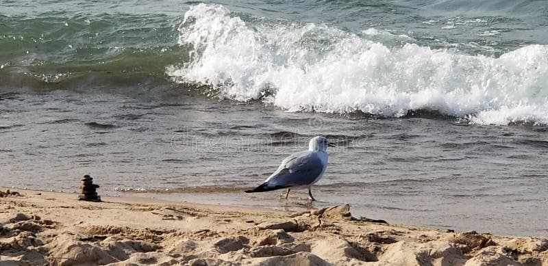 Seagull near Cairn on shore.