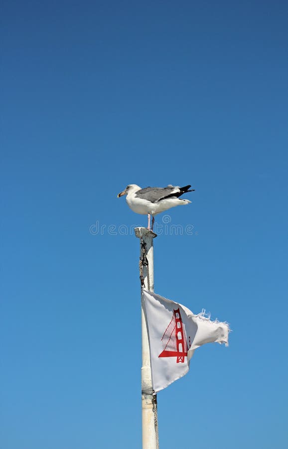 Seagull obsiadanie na górze łodzi z Golden Gate Bridge flaga obrazy stock Seagull obsiadanie na górze łodzi z Golden Gate Bridge flaga obrazy stock
