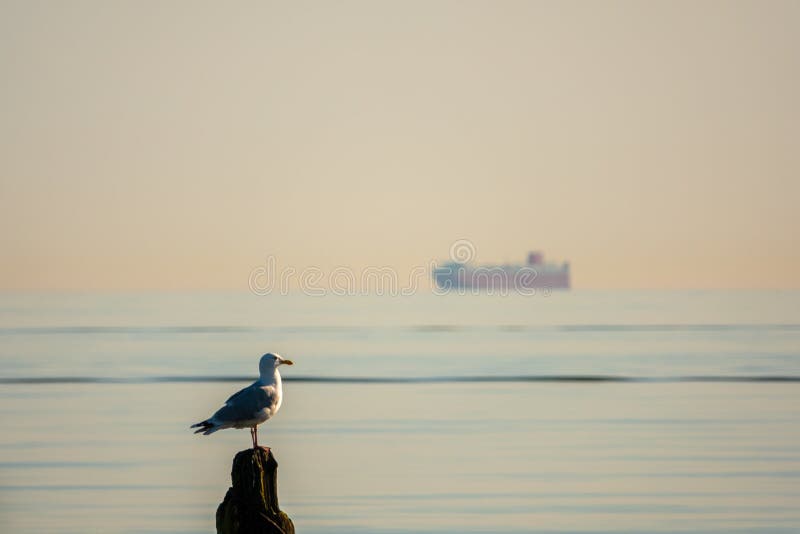 seagull obsiadanie na słupie na plaży morze bałtyckie obraz royalty free seagull obsiadanie na słupie na plaży morze bałtyckie obraz royalty free
