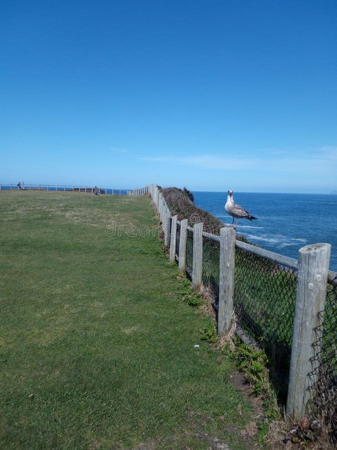 Seagull oceanem zdjęcia stock