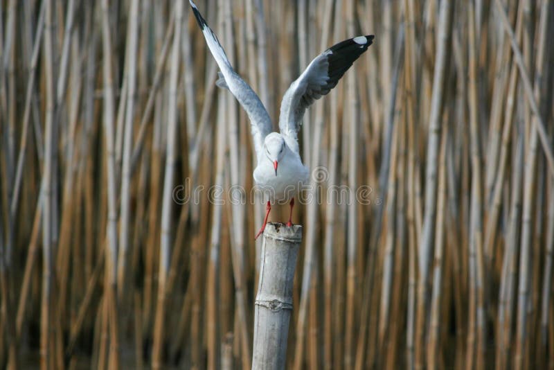 Seagull oskrzydlony zdjęcie stock