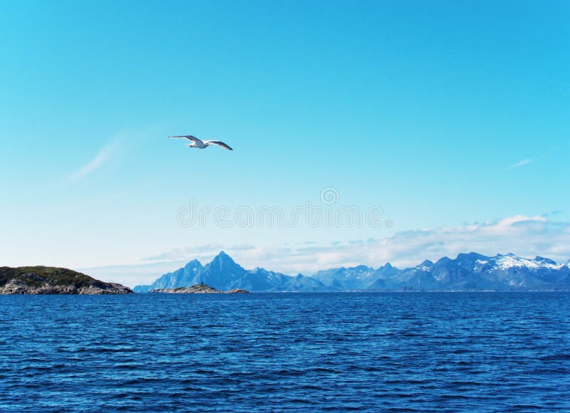 Seagull over Norwegian sea