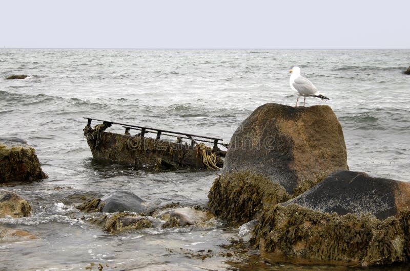 Seagull Overlooking Wreck