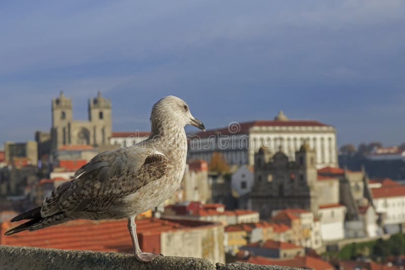 Seagull patrzeje na Porto domu i katedry dachach od widoku zdjęcie stock Seagull patrzeje na Porto domu i katedry dachach od widoku zdjęcie stock