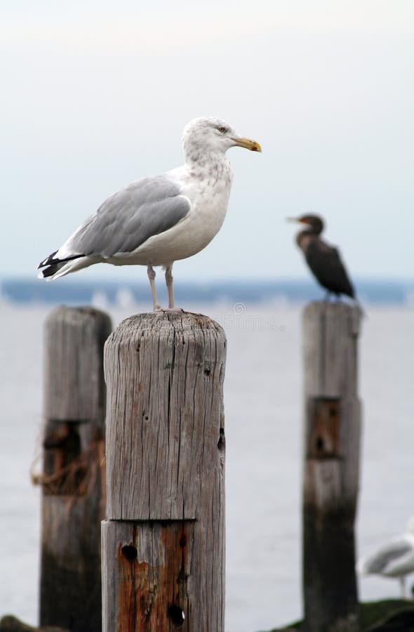 Seagull Perched