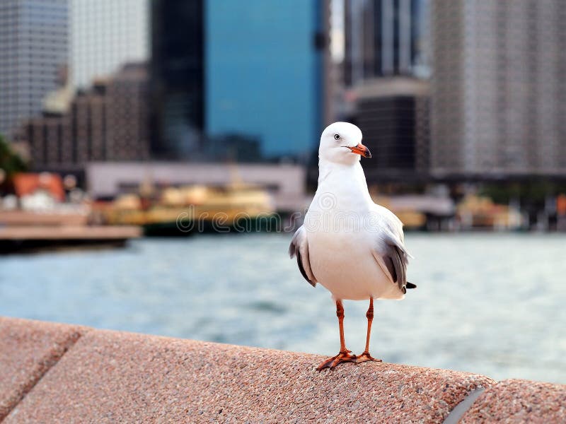 Seagull Perched on Sea Wall. An alert seagull perched on the sea wall, Circular Quay, Sydney Harbour, NSW, Australia stock photo Seagull Perched on Sea Wall. An alert seagull perched on the sea wall, Circular Quay, Sydney Harbour, NSW, Australia stock photo