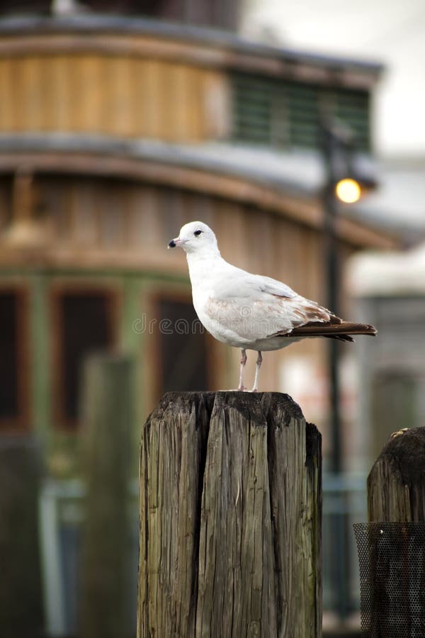 Seagull on a pile