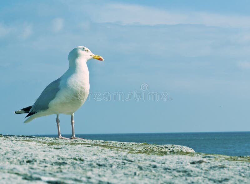 A seagull poses, looking out to sea.